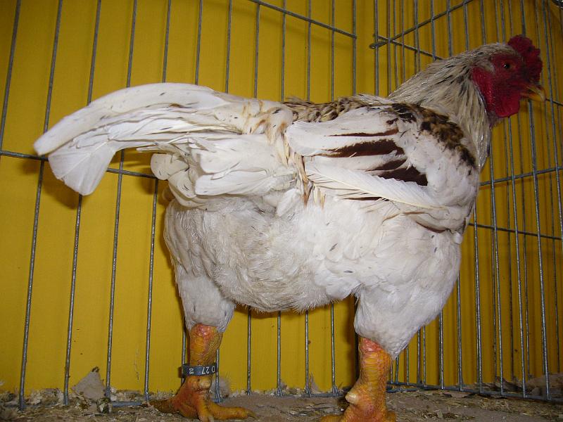 Hannover 2008 318.jpg - Indische Kämpfer weiss-fasanenbraun ( jubilee ) von Bernd Rüdiger Kösters  Preis HV 96 E